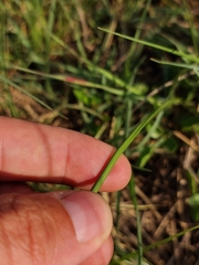 Cyperus longus tenuiflorus