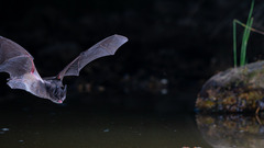 Barbastella barbastellus