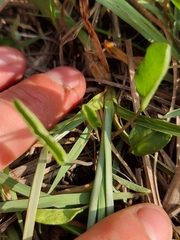 Cyperus longus tenuiflorus