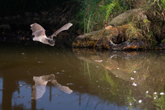 Barbastella barbastellus