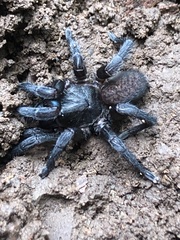 Seqocrypta jakara