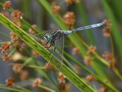 Orthetrum icteromelas
