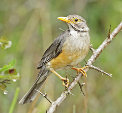 Turdus libonyana