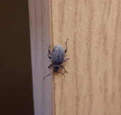 Otiorhynchus sulcatus