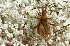 Coriomeris denticulatus