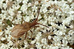 Coriomeris denticulatus