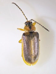 Galerucella lineola