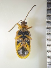 Galerucella lineola