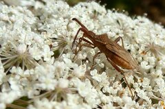 Coriomeris denticulatus