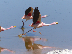 Phoenicoparrus jamesi