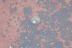 Austrocochlea porcata