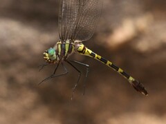 Phyllomacromia picta