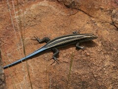 Trachylepis margaritifera