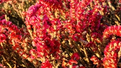 Anabasis articulata