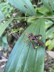 Spathophora