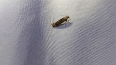 Anisoplaca acrodactyla