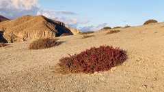 Anabasis articulata