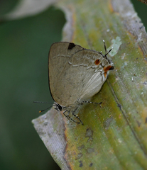 Strephonota cyllarissus