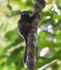 Saguinus weddelli weddelli