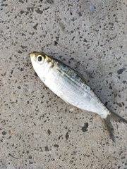 Herklotsichthys castelnaui