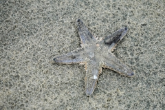 Astropecten