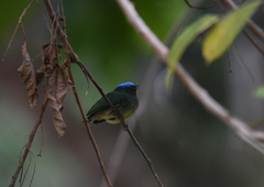 Lepidothrix coronata