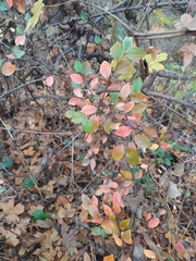 Cotoneaster divaricatus