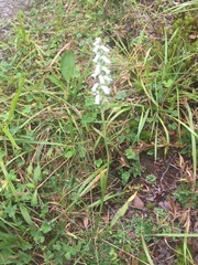 Spiranthes cernua