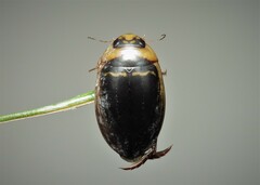 Hydaticus transversalis
