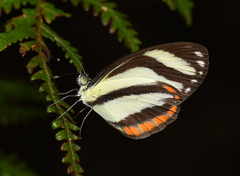 Dismorphiinae