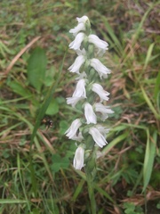 Spiranthes cernua