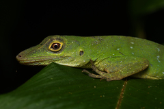 Anolis punctatus