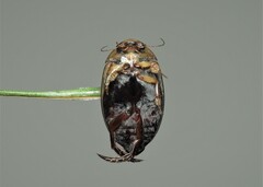 Hydaticus transversalis