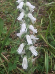 Spiranthes cernua