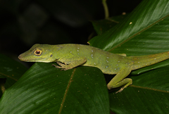 Anolis punctatus