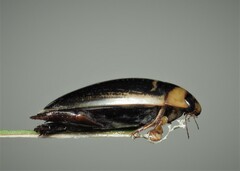 Hydaticus transversalis