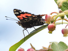 Vanessa vulcania