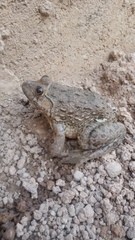 Hoplobatrachus occipitalis
