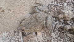 Hoplobatrachus occipitalis