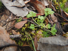 Hydrocotyle foveolata