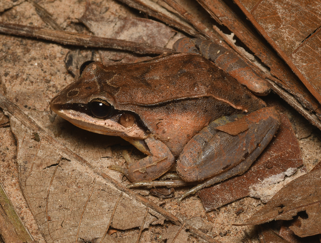 Madre de Dios Thin-toed Frog