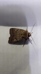 Proteuxoa tetronycha