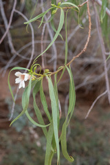 Eremophila bignoniiflora