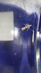 Harmologa amplexana