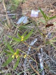 Chamaecrista nictitans aspera