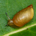 Euthyneuran Gastropods - Photo (c) Dendroica cerulea, some rights reserved (CC BY-NC-SA)