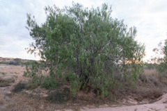 Eremophila bignoniiflora