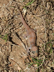 Hemidactylus whitakeri