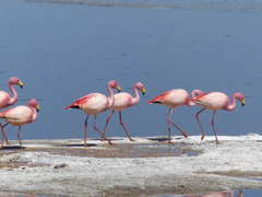 Phoenicoparrus jamesi