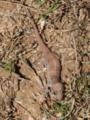 Hemidactylus whitakeri